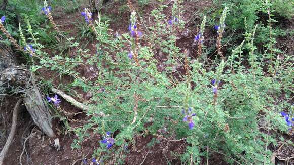 Imagem de Dalea bicolor Willd.