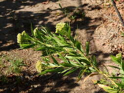 Image of <i>Eupatorium dodonaeifolium</i> DC.