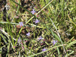 Image of spinster's blue eyed Mary