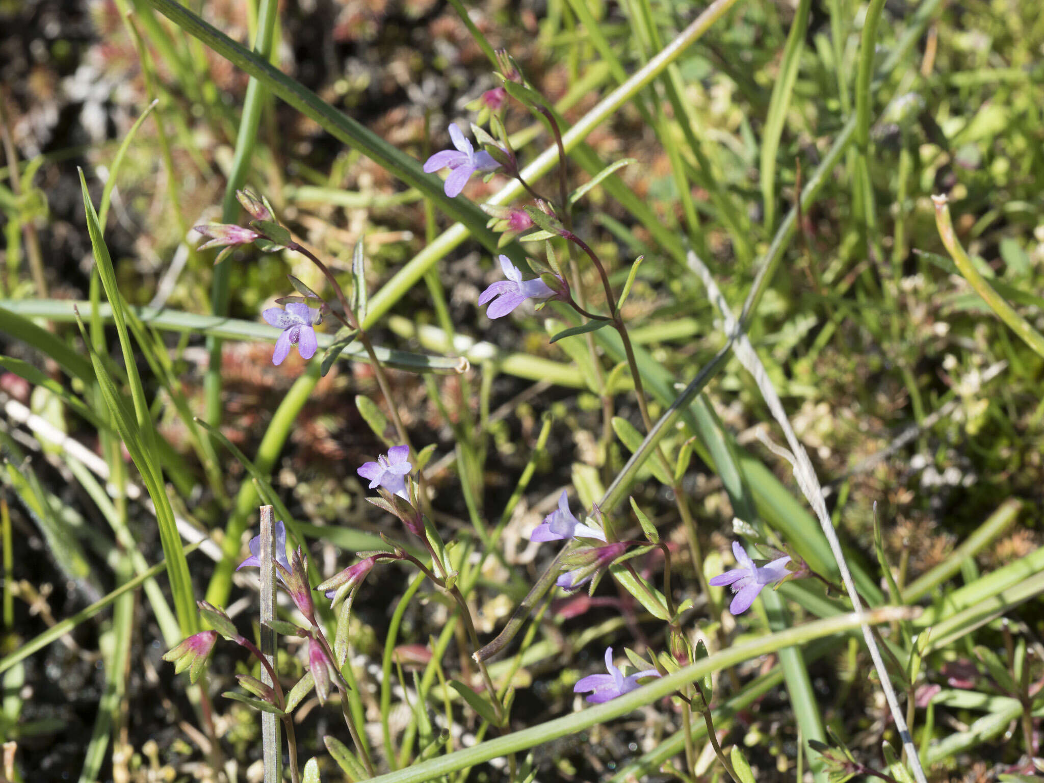 Image de Collinsia sparsiflora var. collina (Jepson) Newsom