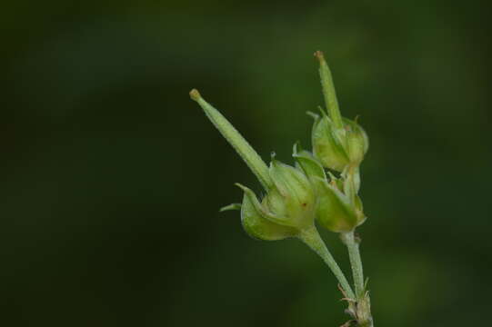 Слика од Geranium texanum (Trel.) A. Heller