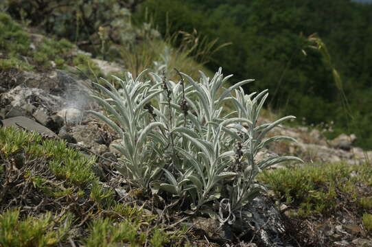 Image of spiked speedwell