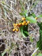 Image de Celastrus subspicatus Hook.