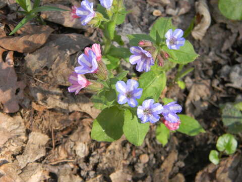 Plancia ëd Pulmonaria officinalis L.