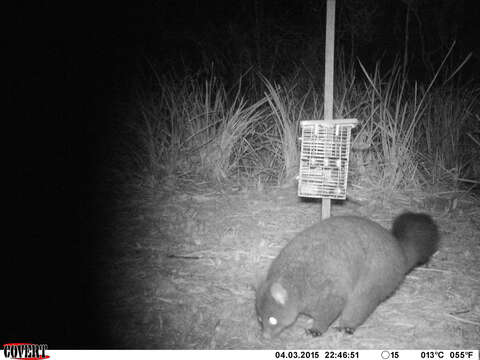 Image of Mountain Brushtail Possum