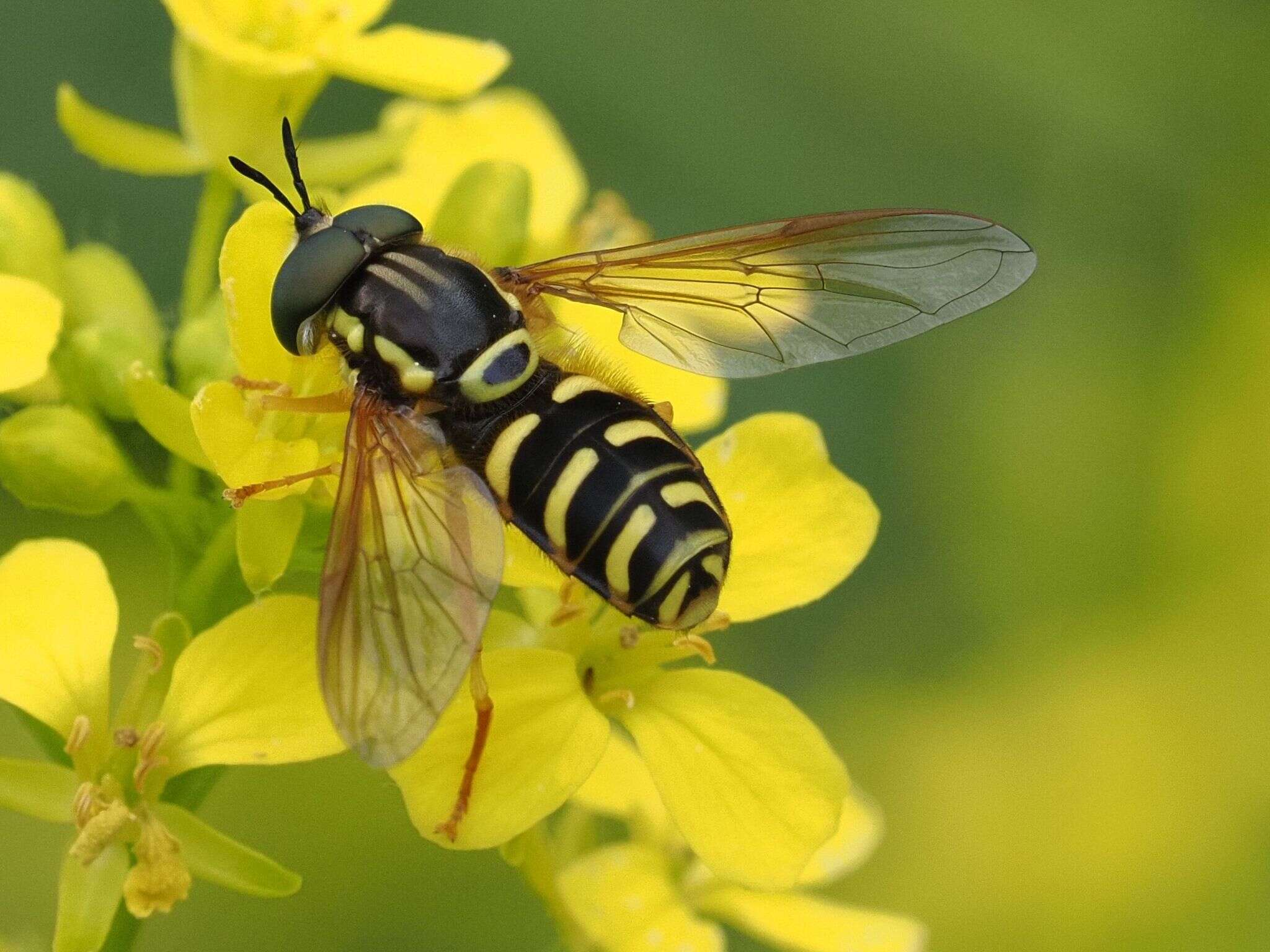 Image de Chrysotoxum elegans Loew 1841