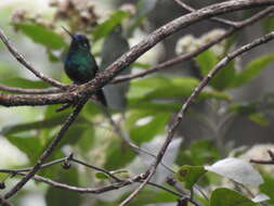 Image of Blue-capped Puffleg