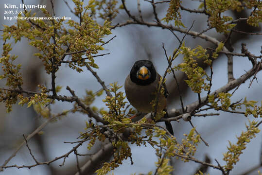 Image of Eophona Gould 1851