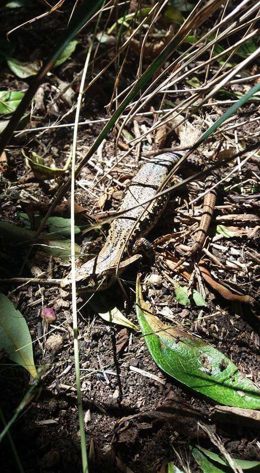 Image of Speckled Skink