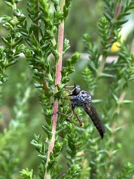 Image of Devon Red-legged Robber Fly