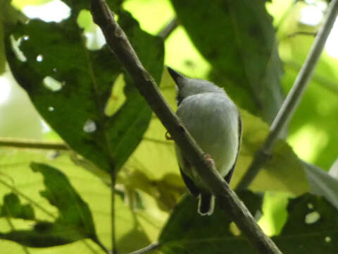 Image of Black-capped Pygmy Tyrant