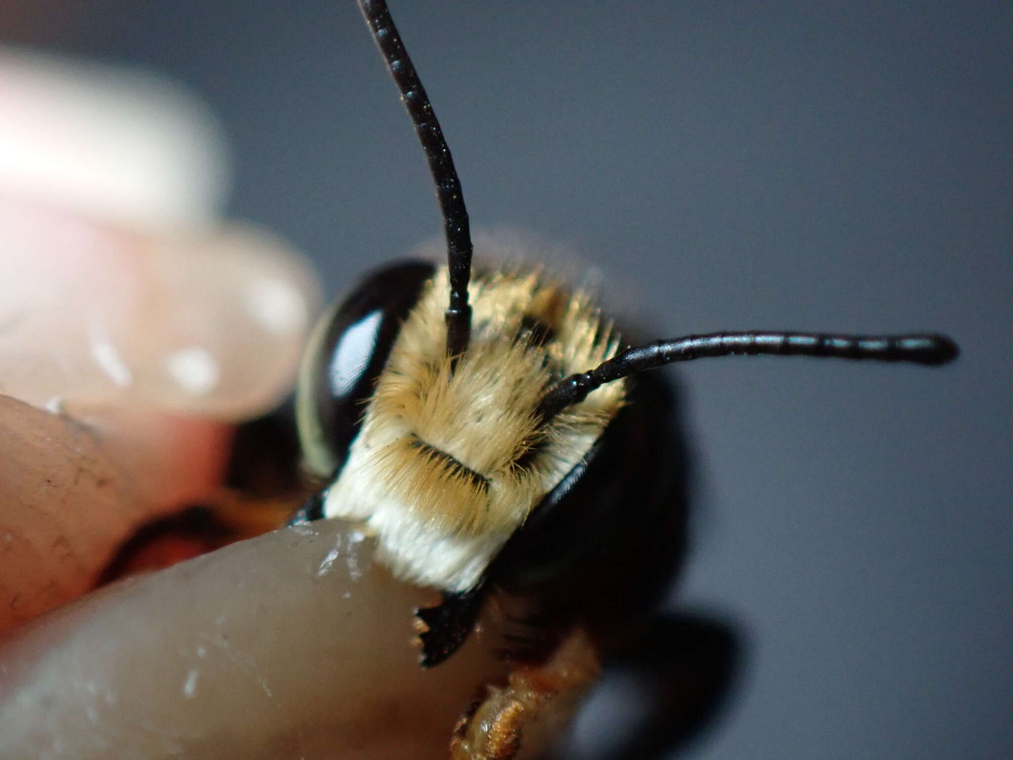 Image of Megachile bahamensis Mitchell 1927