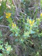 Image of Genista hispanica subsp. occidentalis Rouy