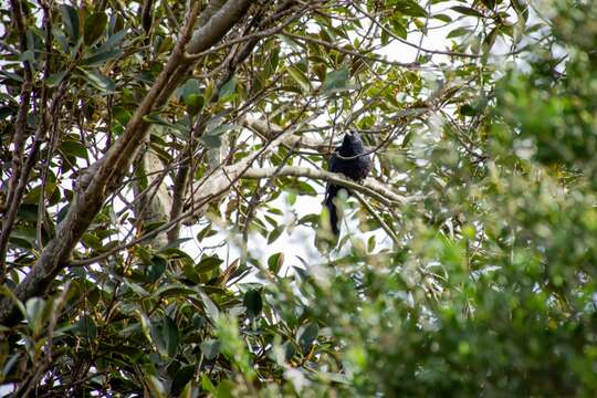 Image of Black-billed Koel