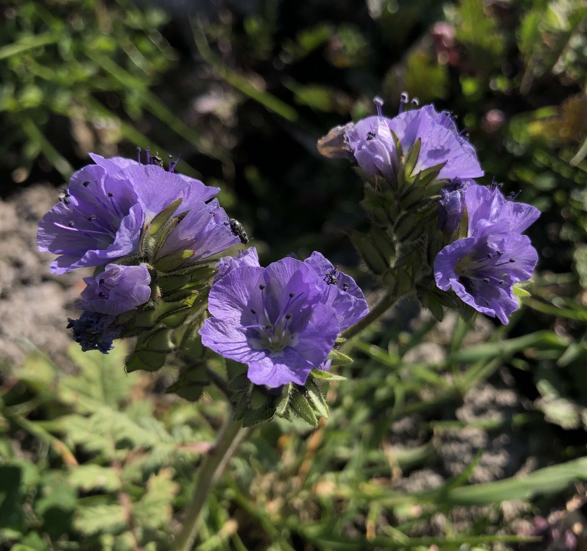 Phacelia ciliata Benth.的圖片