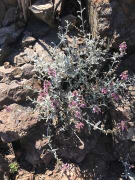 Image of Stachys albicaulis Lindl.