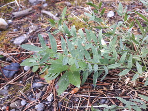 Image of field locoweed