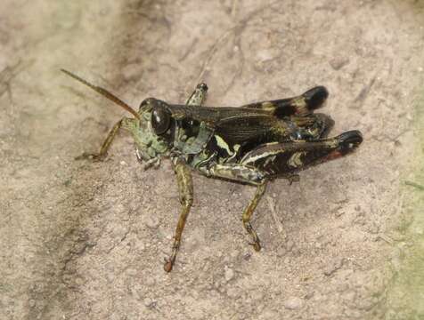 Image de Melanoplus stupefactus (Scudder & S. H. 1876)