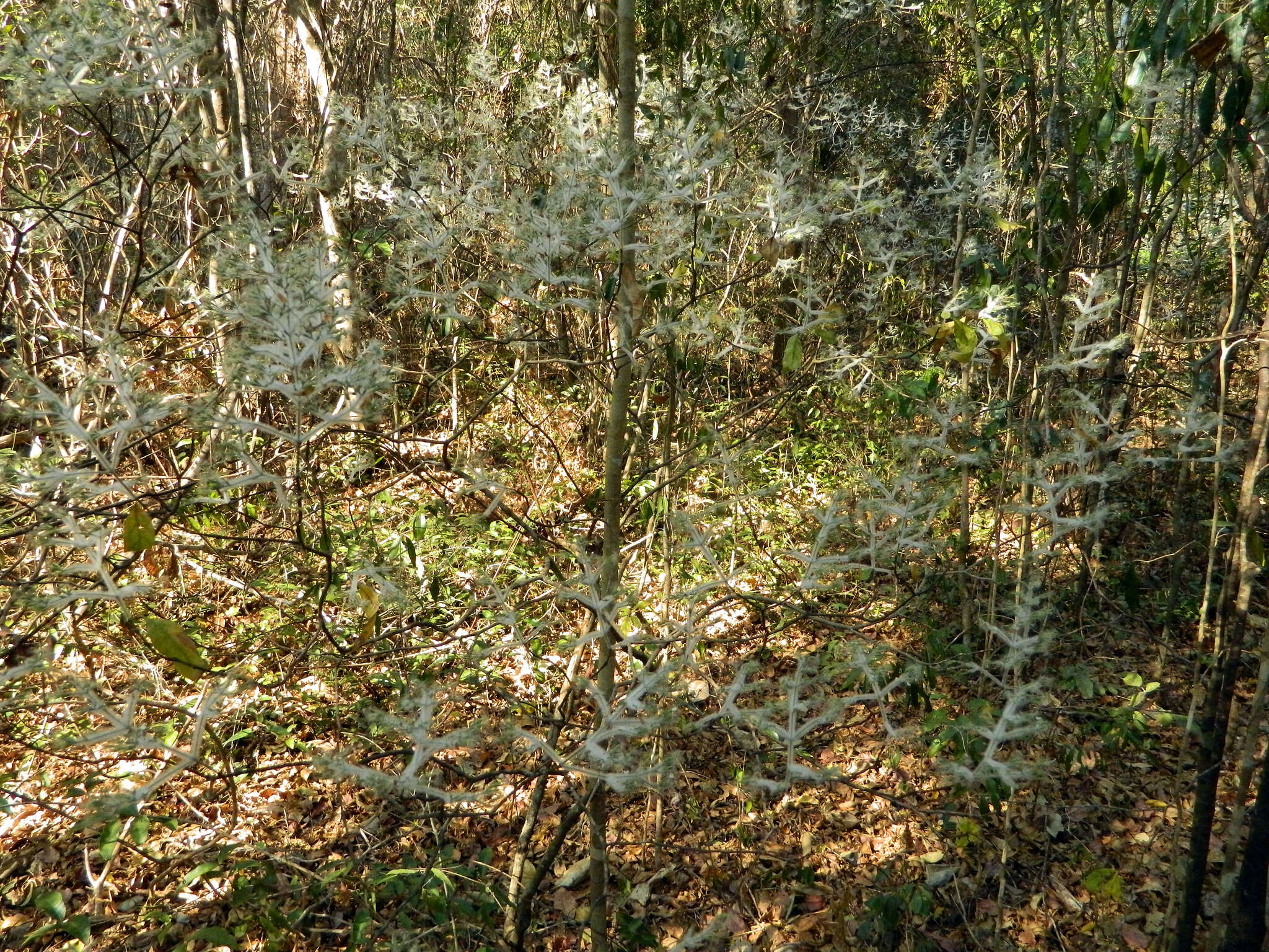 Image of Hypoestes lasioclada Nees