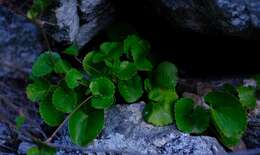 Image of Centella eriantha (Rich.) Drude