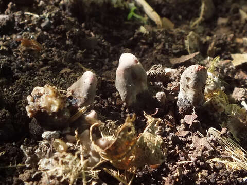 Image of Xylaria friesii Læssøe 1992