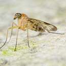 Image of Snipe fly