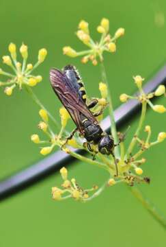 Myzinum obscurum (Fabricius 1805)的圖片