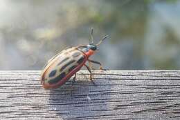 Image of Cottonwood Leaf Beetle