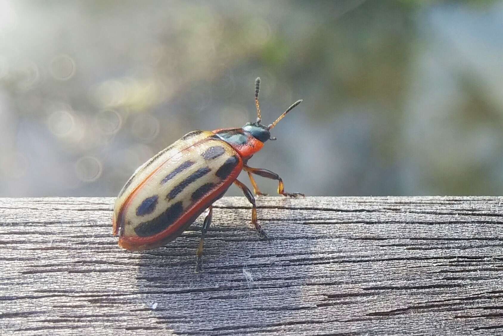 Image of Cottonwood Leaf Beetle