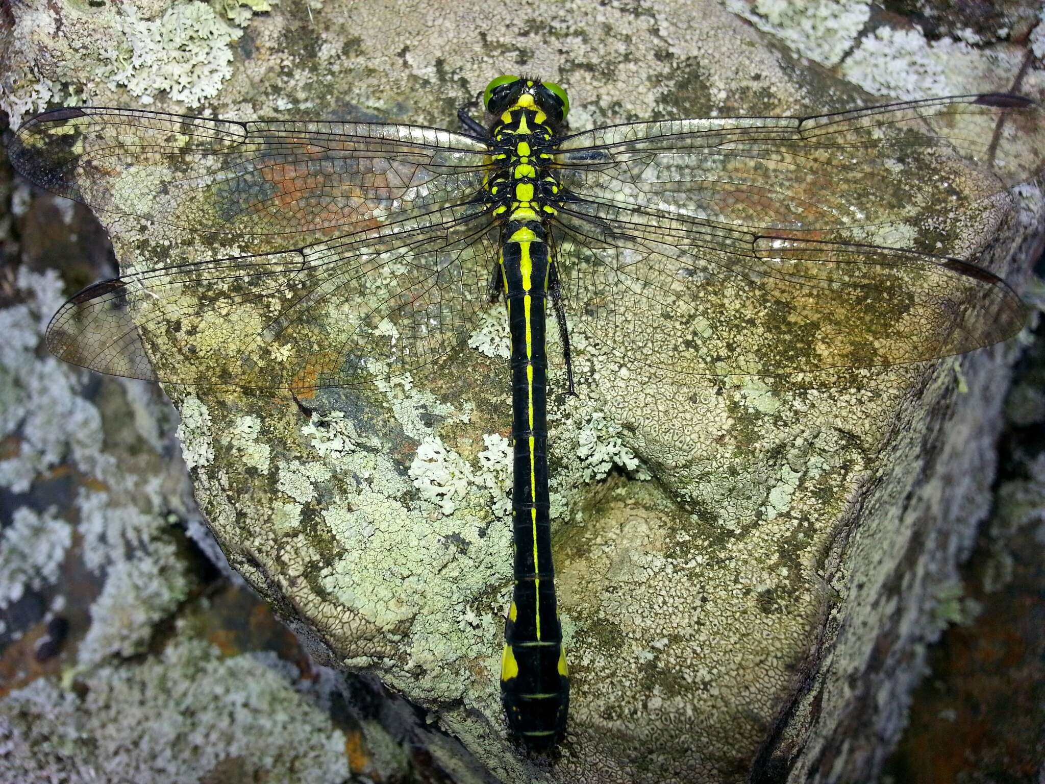 صورة Anisogomphus Selys 1858