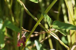 Image of Kennedia rubicunda Vent.