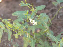 Image of Texas nightshade