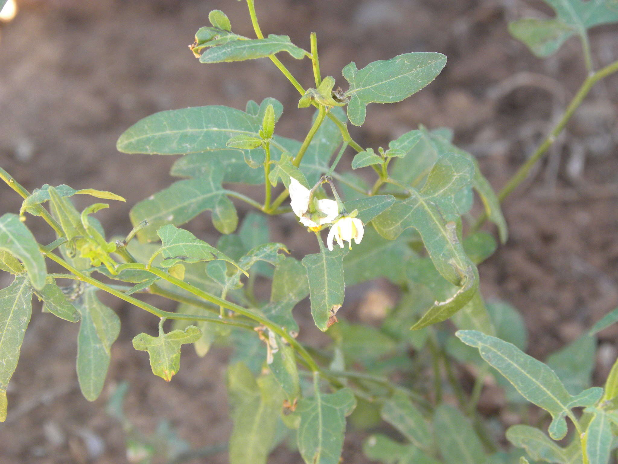 Image of Texas nightshade