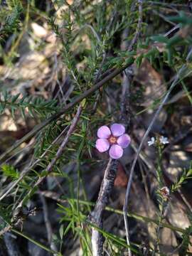 Image of Euryomyrtus ramosissima subsp. ramosissima