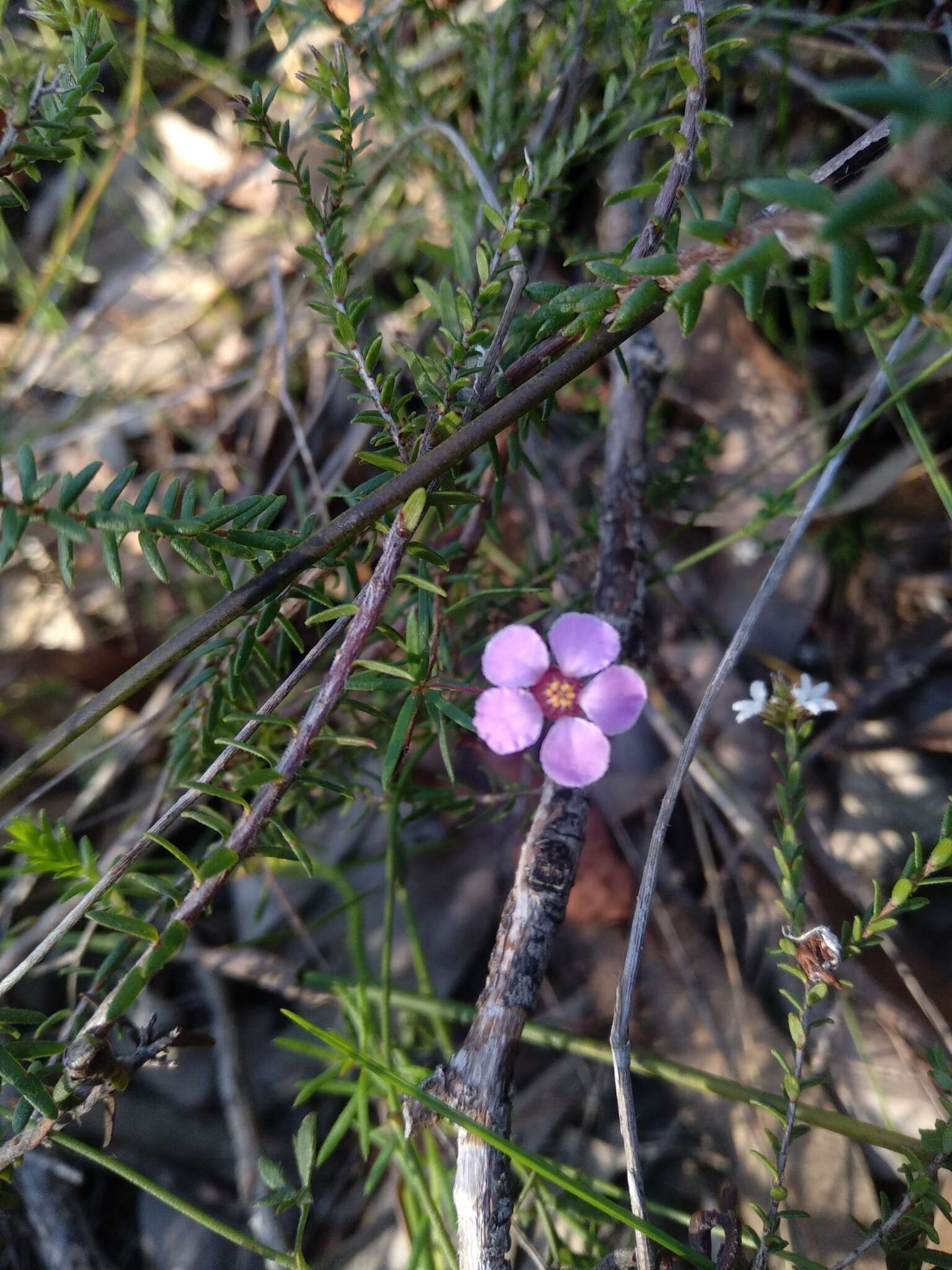 Imagem de Euryomyrtus ramosissima subsp. ramosissima