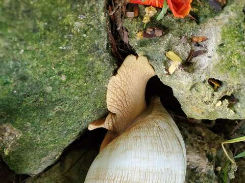 Image de Lissachatina reticulata