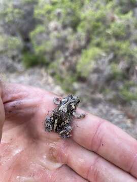 Image of Sign-bearing Froglet