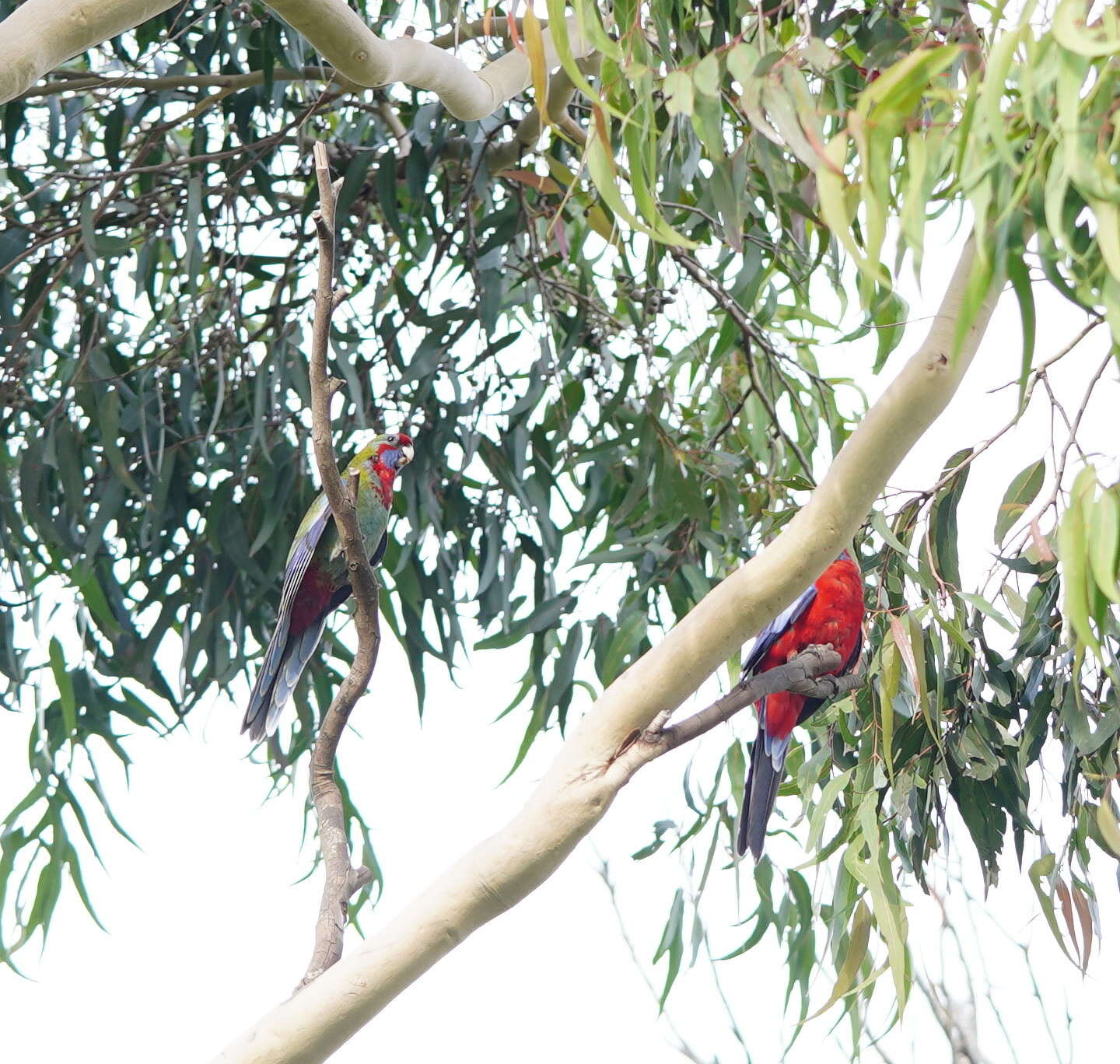 Platycercus elegans elegans (Gmelin & JF 1788) resmi