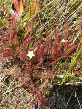 Image of slenderleaf sundew