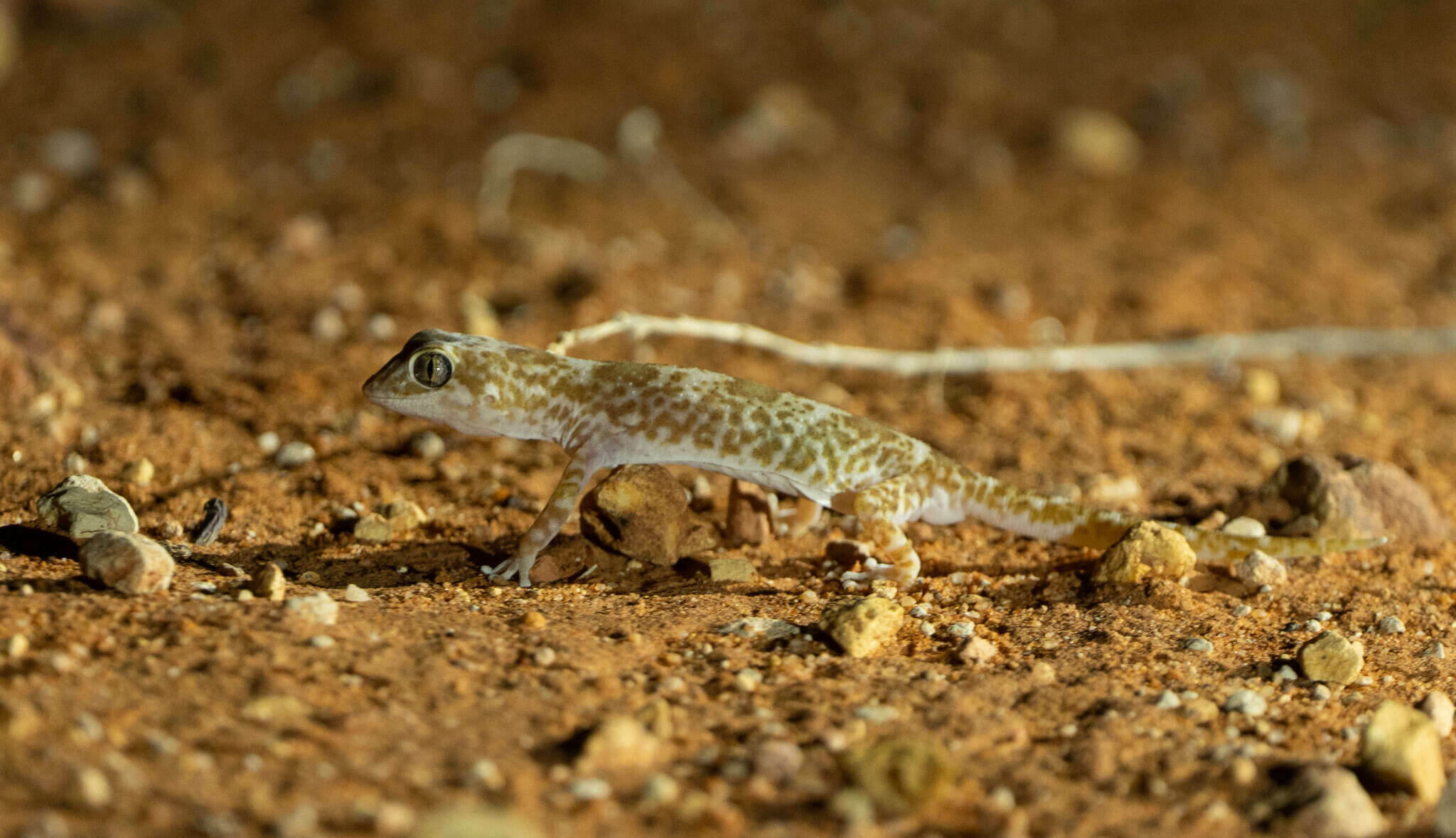 Image of Byrne's Gecko