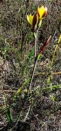 Plancia ëd Hesperantha falcata subsp. lutea (Baker) Goldblatt & J. C. Manning