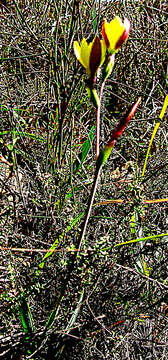 Plancia ëd Hesperantha falcata subsp. lutea (Baker) Goldblatt & J. C. Manning