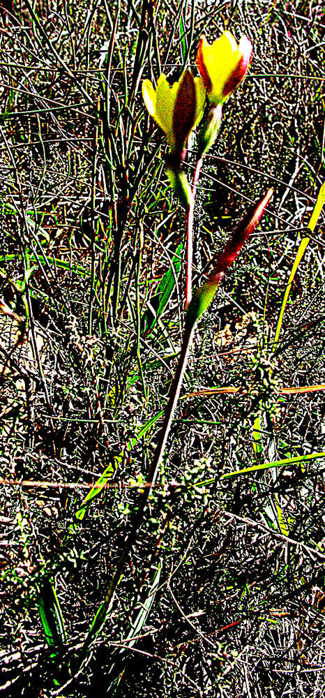 Plancia ëd Hesperantha falcata subsp. lutea (Baker) Goldblatt & J. C. Manning