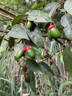 Image of Endlicheria paniculata (Spreng.) Macbride