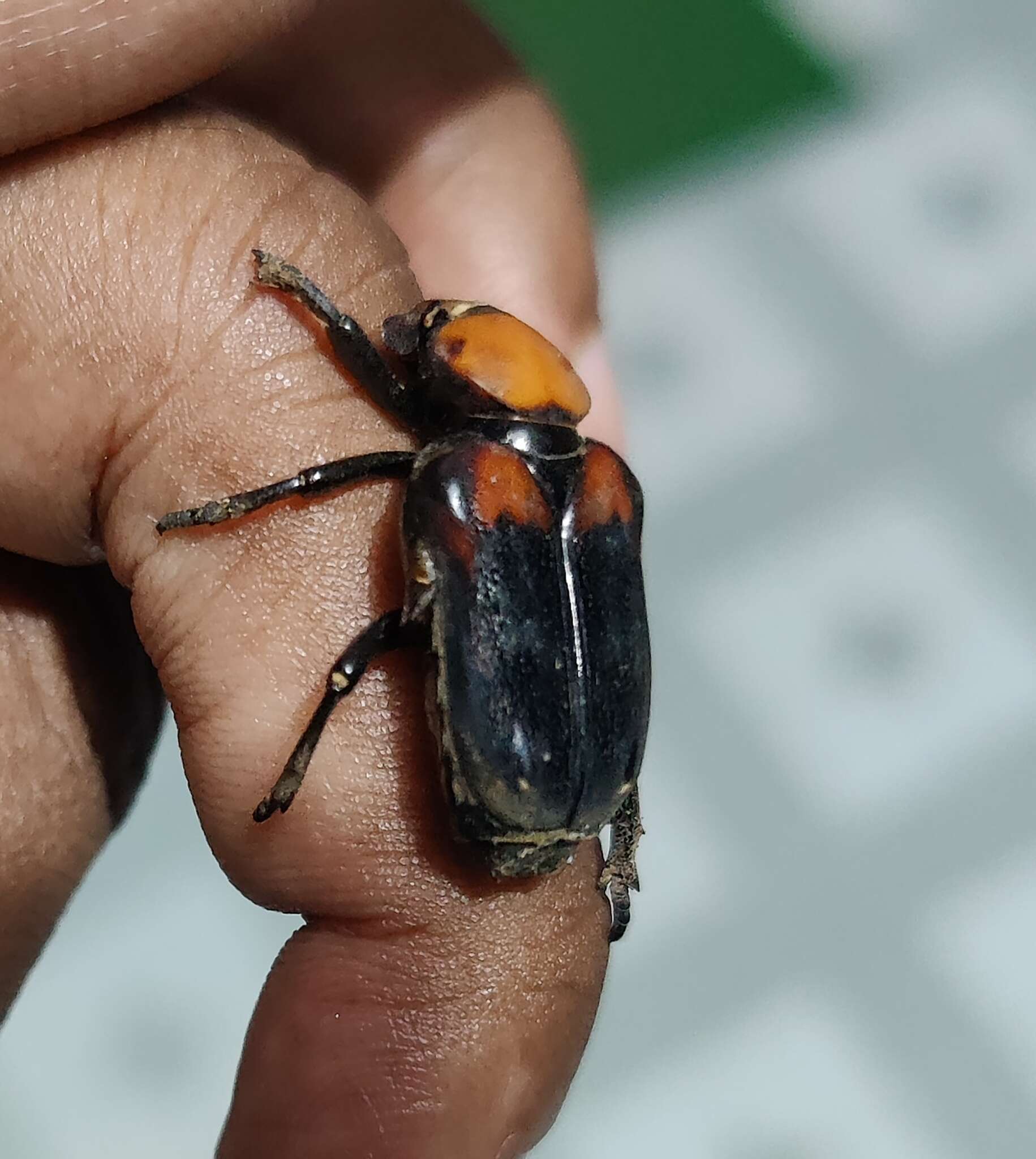 Image of Clinterocera bicolor (Nonfried 1893)