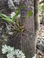 Image of Dendrobium gracilicaule var. howeanum Maiden