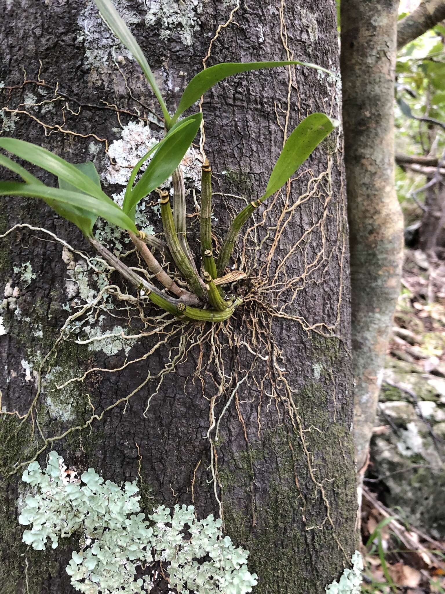 Image of Dendrobium gracilicaule var. howeanum Maiden