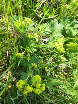 Image of Alchemilla plicata Buser