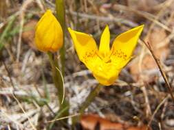 Image of Tigridia dugesii S. Watson