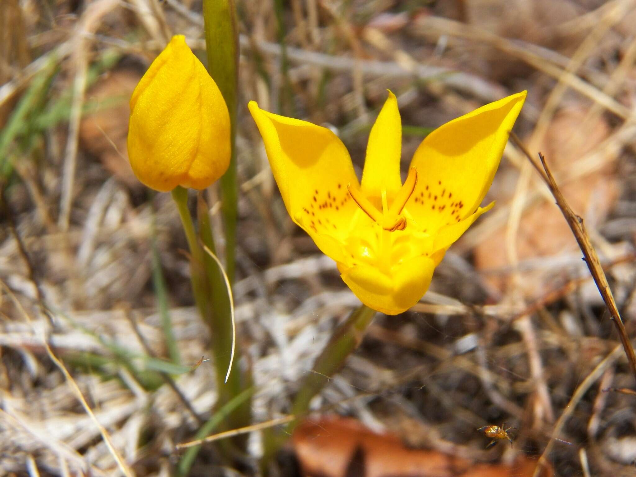 Image of Tigridia dugesii S. Watson